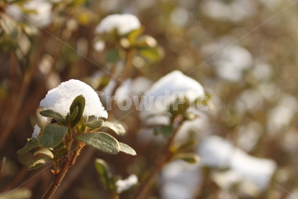 눈,눈꽃,겨울,snow,winter,겨울,계절,winter,season