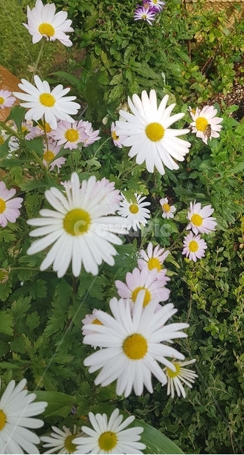 꽃,들꽃,flower,wildflower,꽃잎,petal,floralleaf