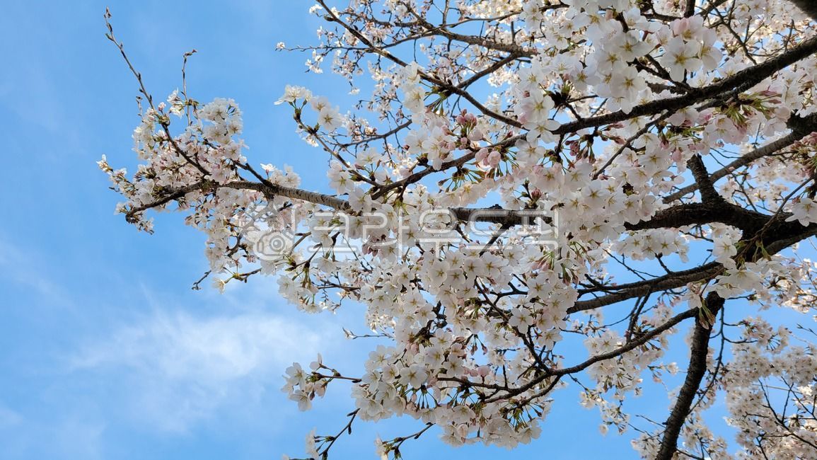 벚꽃,꽃,5월의꽃,왕벚꽃,blossom,flower