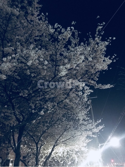 벚꽃,밤,나무,봄,야경,배경,봄,계절,spring,season,야경,밤,풍경,nightscape,night,landscape,nature,자연,outdoors,옥외,ice,빙