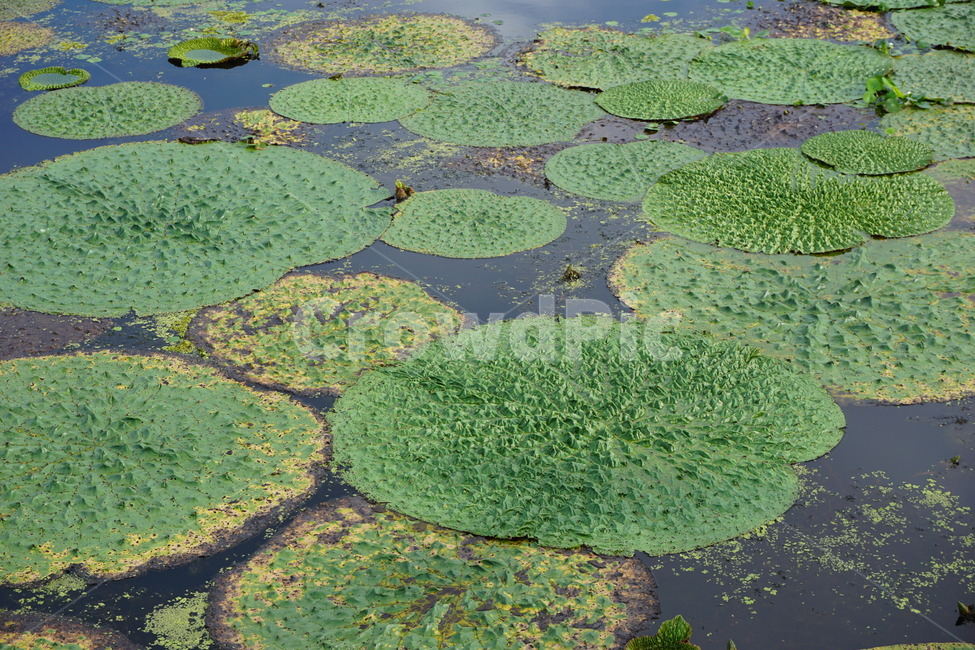 outdoors,자연,nature,식물,plant