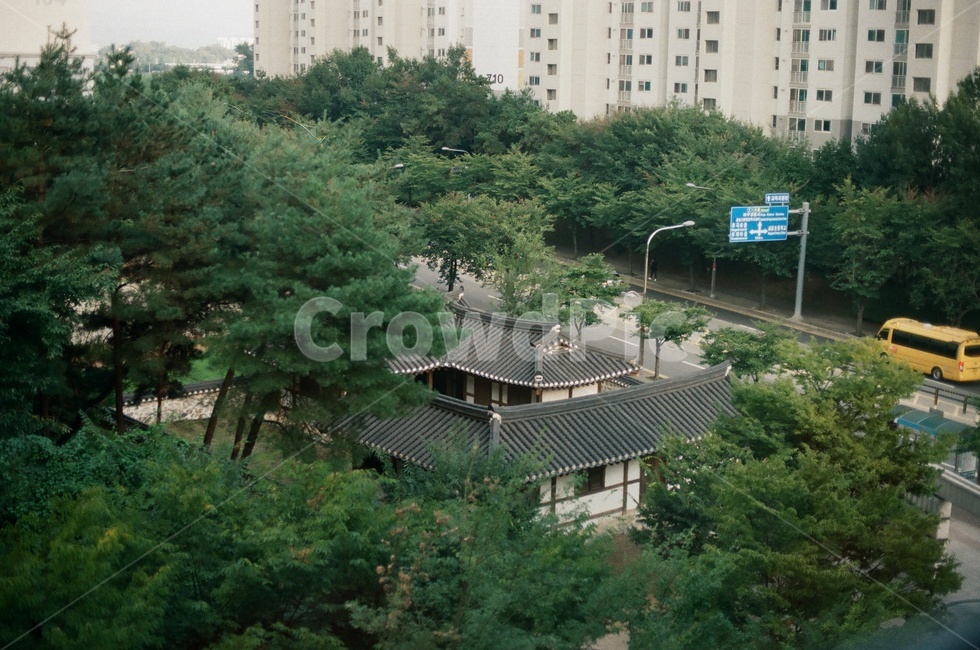한옥,building,koreantraditionalhouse,전통가옥,소나무,urban,어반