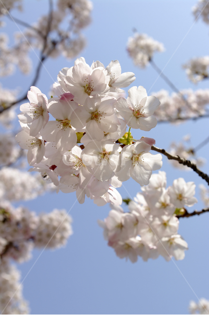 벚꽃,봄,flower,plant,식물,봄,계절,spring,season,식물,자연,plants,nature,꽃,flower,blossom