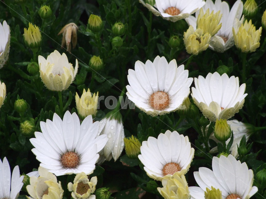 꽃,식물,예쁜꽃,꽃송이,수수한꽃,식물,자연,plants,nature,꽃,flower