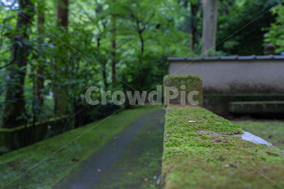 ground,바닥,plant,식물,울타리,풍경,숲,자연,풍경,nature,landscape