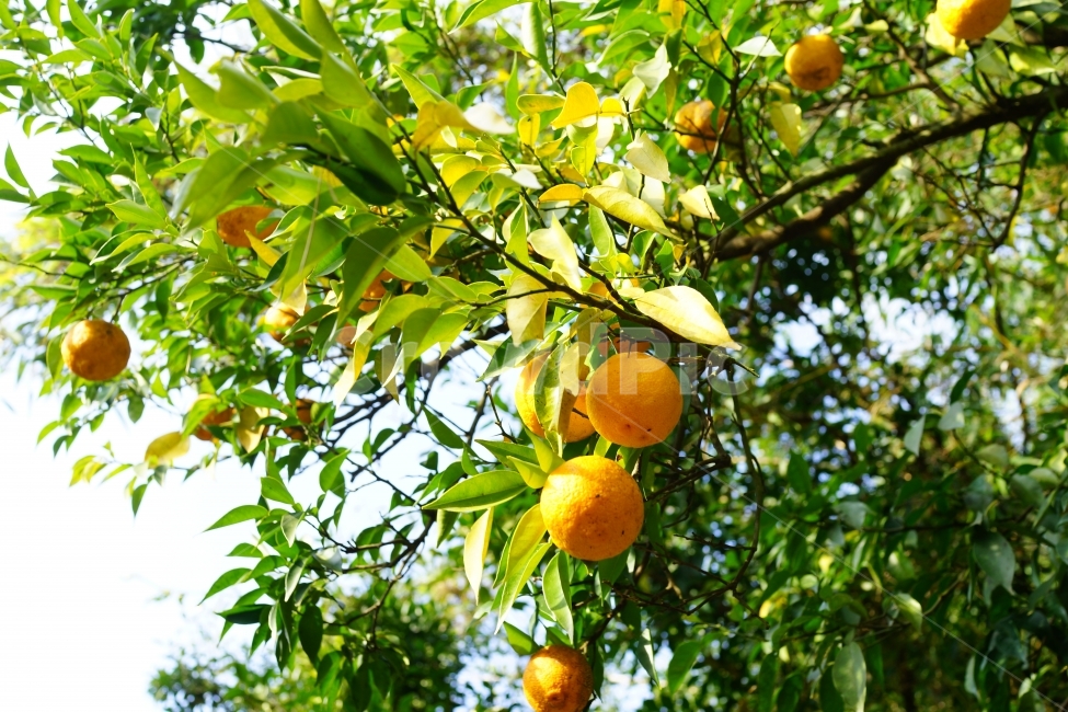 유자나무,유자,나무,유자차,한국,식물,자연,plants,nature,음식,식재료,요리,food,cook,meal,dishes,food reserves,과일,열매,fruit