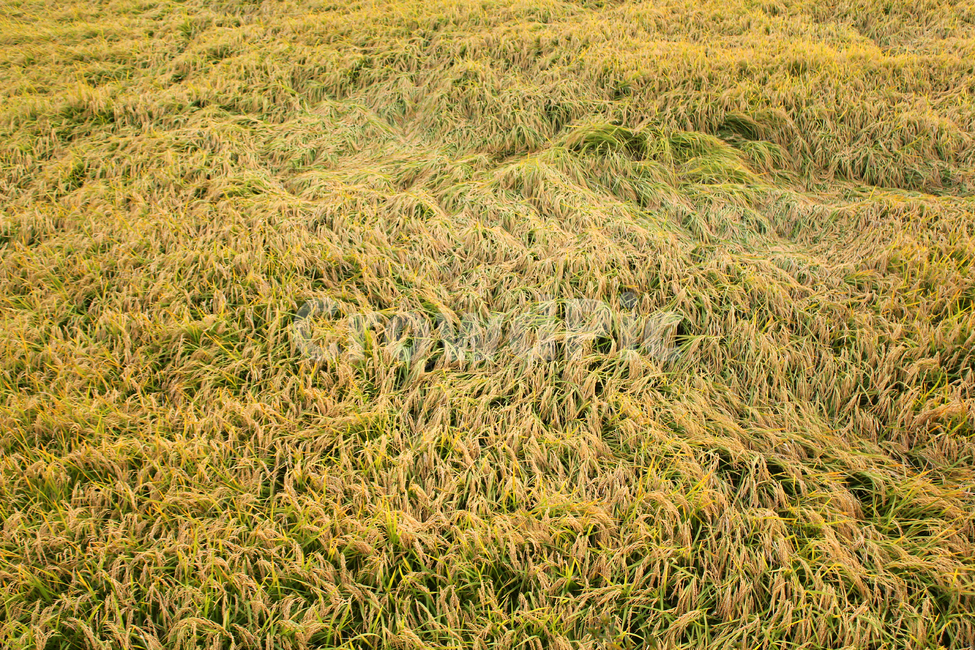 시골,농촌,풀,황금들판,황금들녘,벼,논,쌀,쌀농사,벼농사,농사,논농사,자연,농작물,가을,노랑,노란색,식물,농경지,필드,들판,황금,금색,산업,industry,industrial,농업,농사,agriculture,farming,farming industry