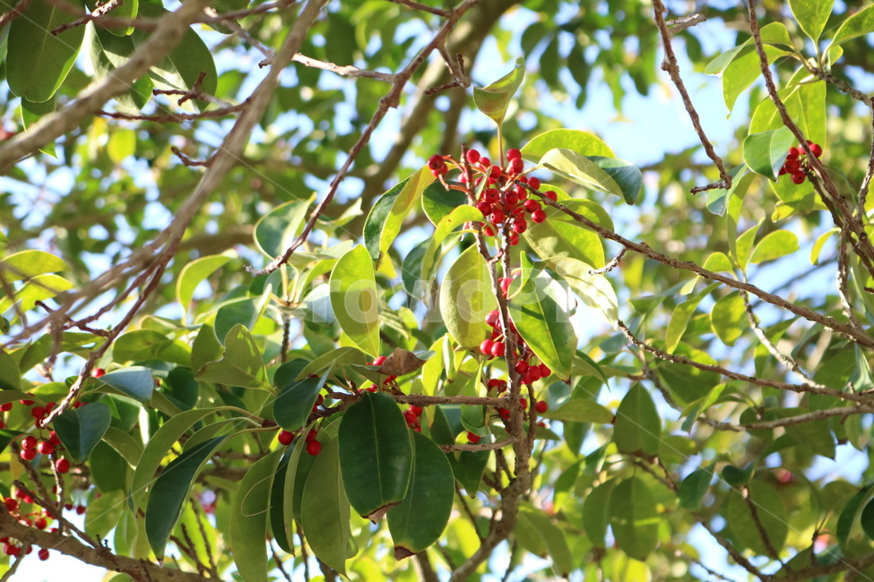 plant,식물,fruit,과일,food,nature,자연