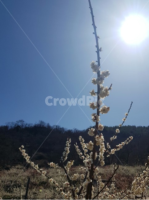 매화,나무,초록,자연,풍경,nature,감성,landscape,봄,계절,spring,season