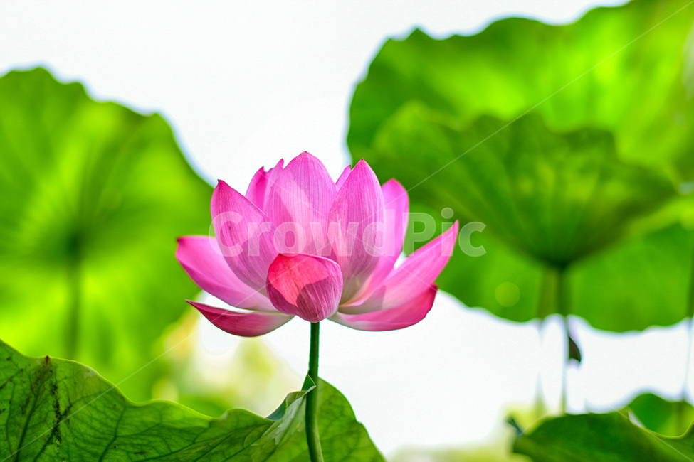 plant,식물,blossom,꽃,flower,연꽃