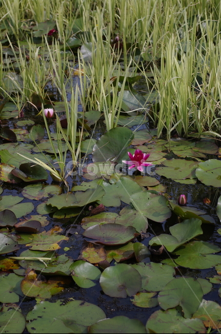 수련,초록,잎,꽃,flower,식물,plant,수생식물,연못,식물,자연,plants,nature,꽃,flower