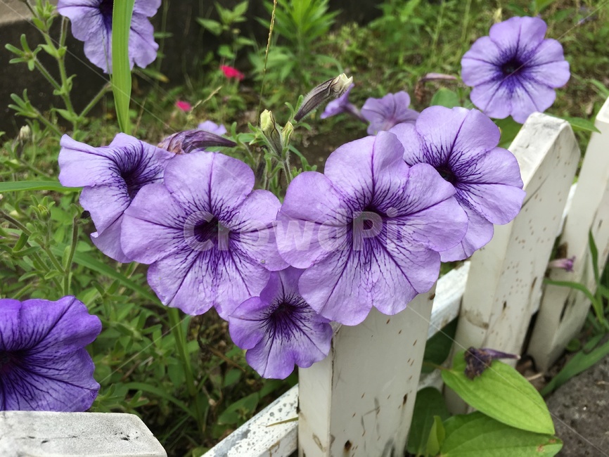 flower bed,purple,jeju island,petunia,sapania,summer flowers,fence,flower