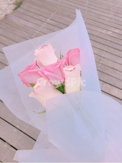 꽃다발,장미꽃,rose,plant,식물,pink,flower