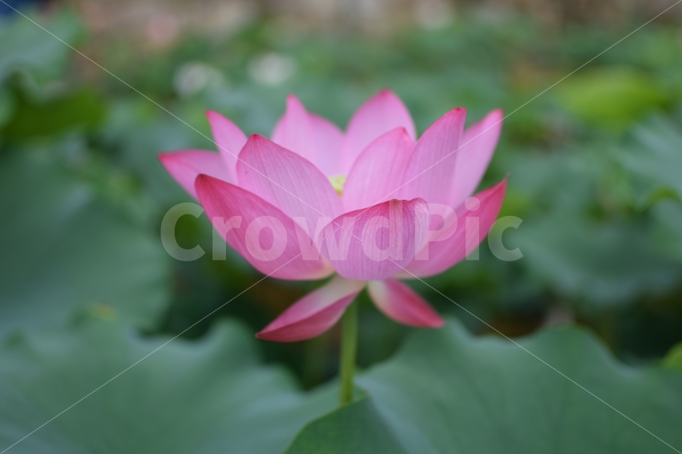 연곷,꽃,풍경사진,접사,연꽃밭,식물,자연,plants,nature,꽃,flower