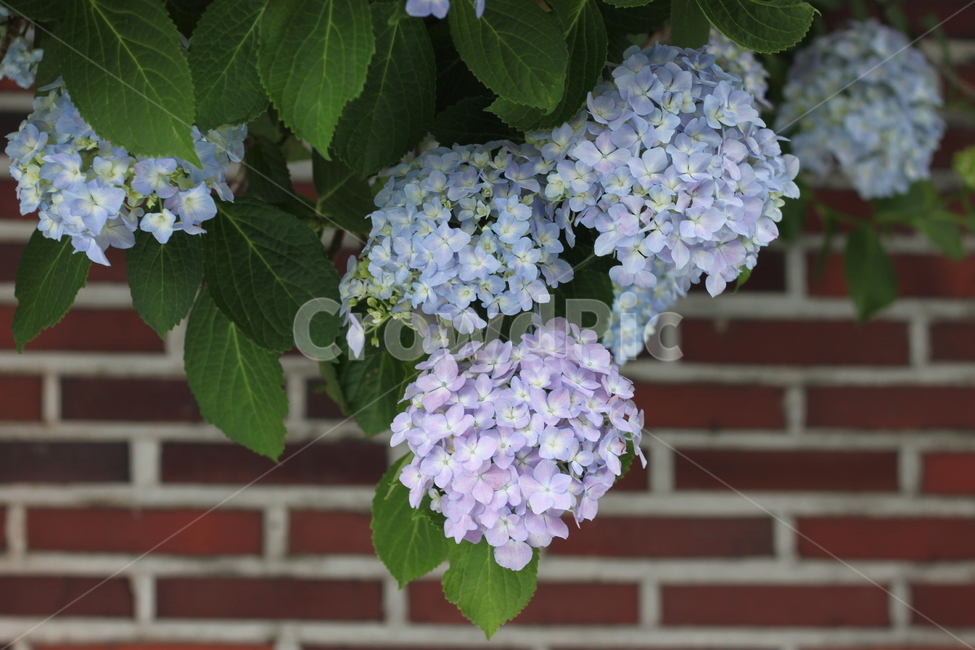 꽃,봄꽃,수국,flower,담벼락,hydrangea,연보라색꽃,파스텔톤,여름꽃,정원,녹색잎,벽돌배경,배경이미지,자연광,풍경사진,장식,화사함,휴식,힐링,감성사진,촬영스팟,꽃구경,화초,인테리어소품,감각적,꽃다발,잔잔함,꽃사진,생동감,테라피,감성,플라워,낭만적,분위기,정원가꾸기,싱그러움,생태,보라빛,부드러운색감,여름풍경