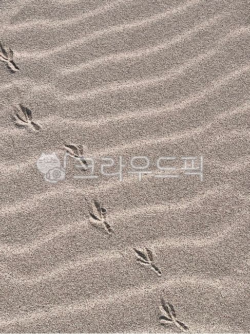 모래사장,모래,새발자국,동물발자국,해변,nature,자연,outdoors
