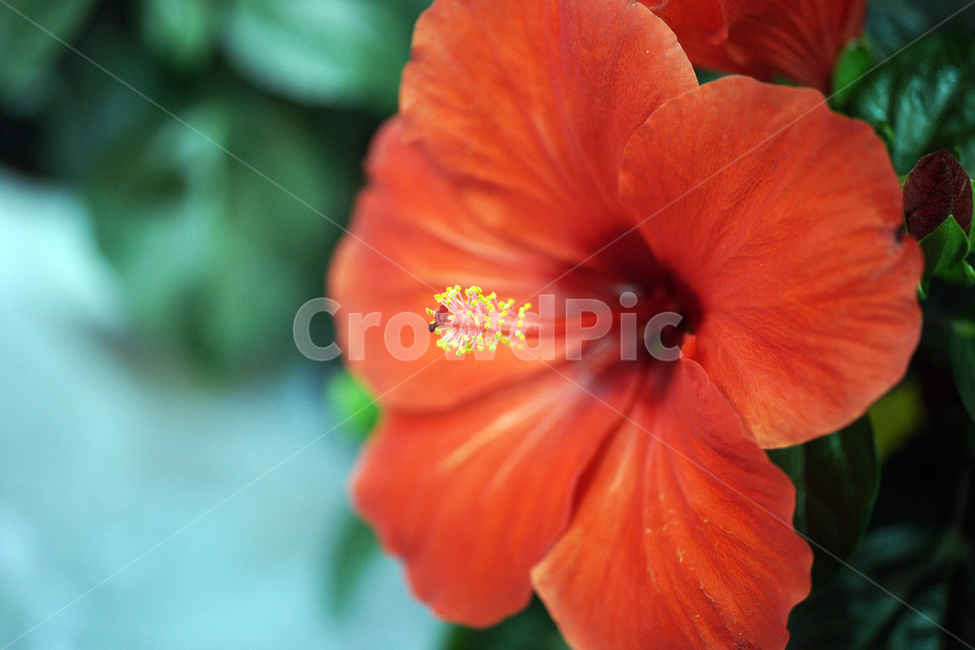 하와이무궁화,부상화,불상화,꽃,화초,flower,식물,관상용,hawaiianhibiscus,식물,자연,plants,nature,꽃,flower