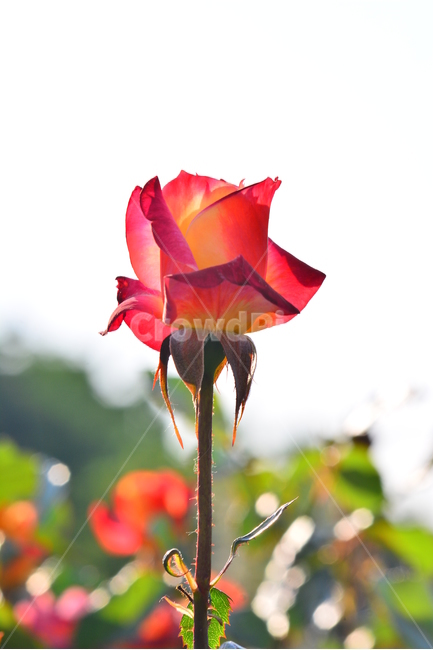 장미,장미꽃,로즈,꽃,아름다움,예쁜,플라워,데코레이션,꽃송이,꽃잎,feeling,rose,flowers,5월,계절의여왕,가시,가든,정원,앞뜰,장미원,장미축제,BEAUTIFUL,plant,garden,빨강색장미,한송이,빨간색장미,red,식물,자연,plants,nature,꽃,flower