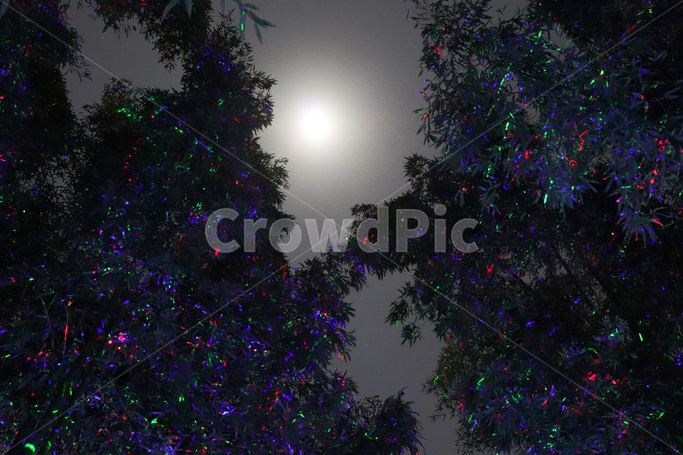 불빛,야경,밤,새벽,감성,달,night,자연,풍경,nature,landscape,야경,밤,nightscape,night,christmas tree,크리스마스 트리,tree,나무,ornament,장식,plant,식물