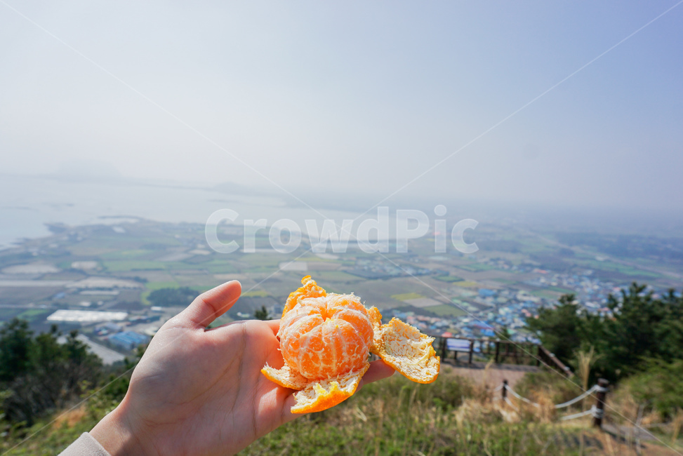 풍경,자연,제주도,nature,귤,제주도,jeju,jeju island,음식,식재료,요리,food,cook,meal,dishes,food reserves,과일,열매,fruit,person,사람,human,인간