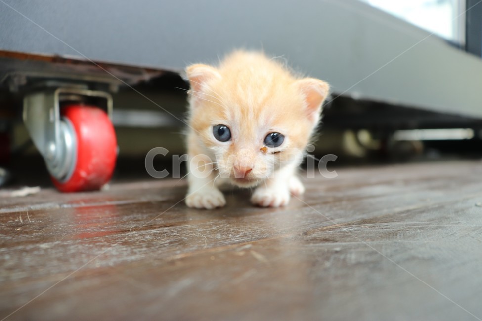고양이,새끼,새끼고양이,애완동물,동물,사랑,행복,기쁨,힐링,정면,애기