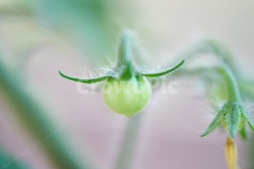 토마토,식물,자연,plant,그린,tomato,채소,야채,vegetables
