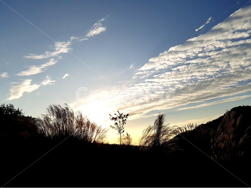 영인산,억새,하늘,가을,풍경,해,뭉게구름,자연,풍경,nature,landscape,outdoors,옥외,silhouette,실루엣,sunlight,햇빛