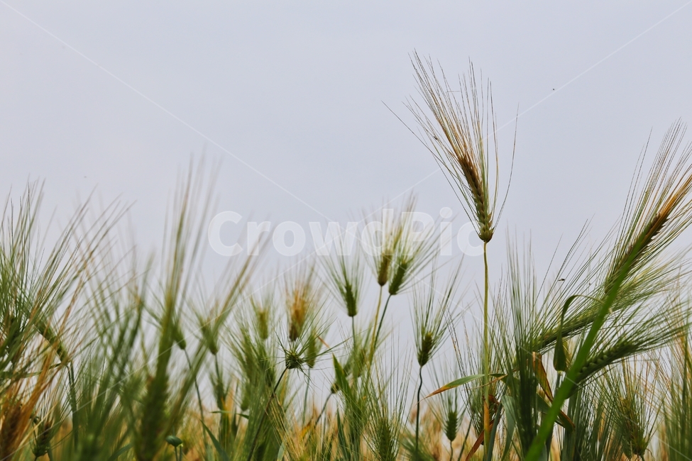 보리,청보리,청보리수확,청보리재배,하늘보리,식물,자연,plants,nature