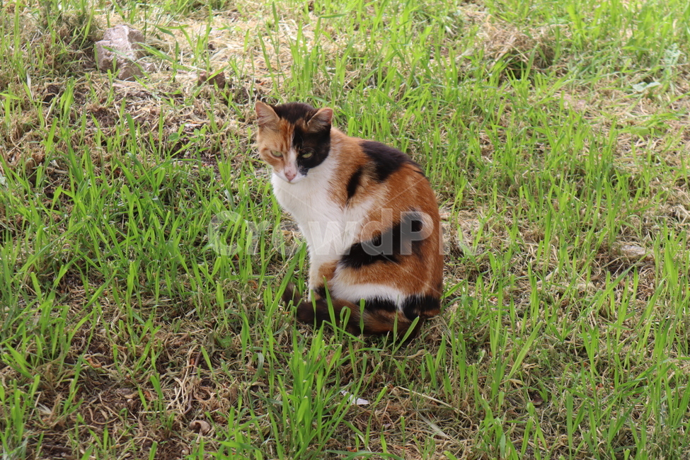 고양이,길고양이,잔디,자연,동물,mammal,cat,animal,동물,animal,포유류,mammal,고양이,cat,kitten,kitty