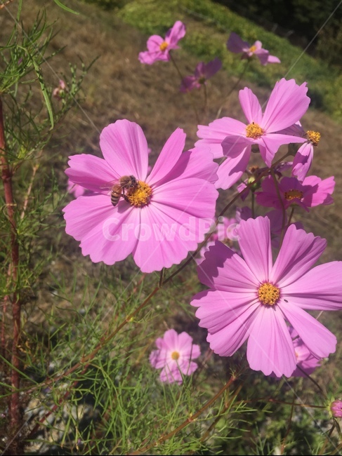 코스모스,꽃,가을,식물,cosmos,flower,fall,plants,식물,자연,plants,nature,꽃,flower