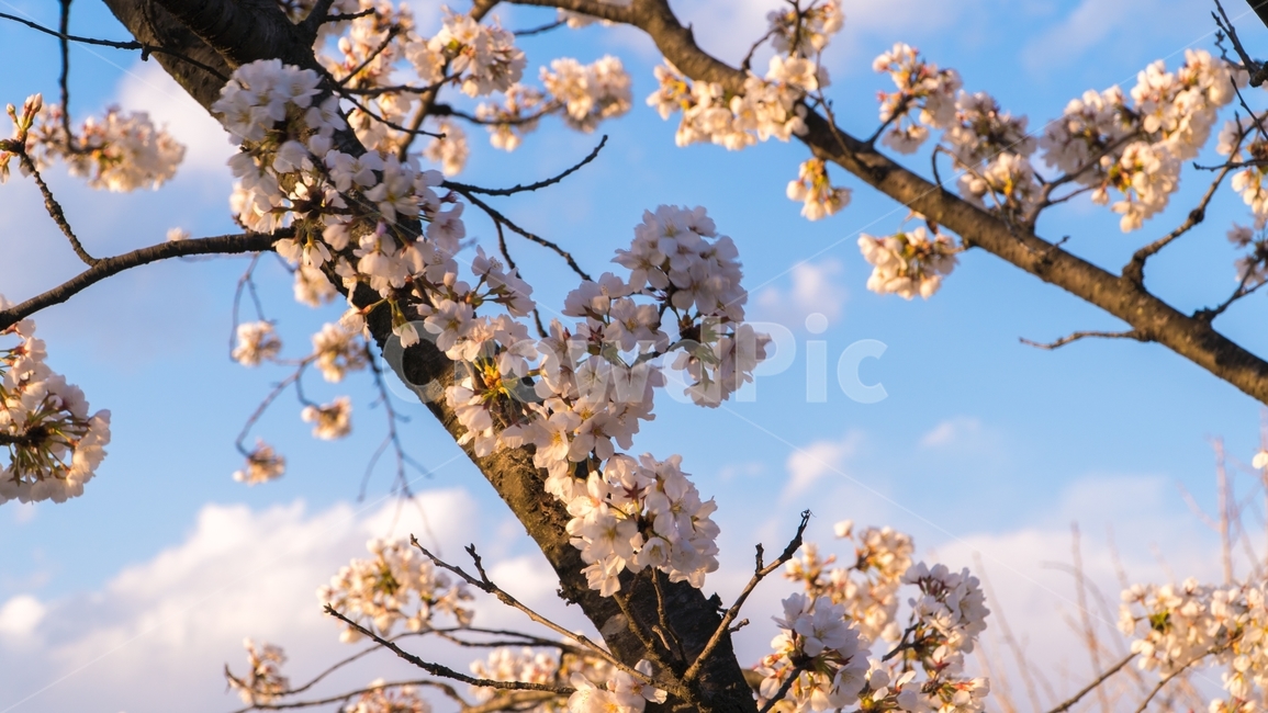 봄,벚꽃,꽃,나무,계절,자연,핑크,a6500,봄,계절,spring,season,식물,자연,plants,nature,꽃,flower,plant,blossom