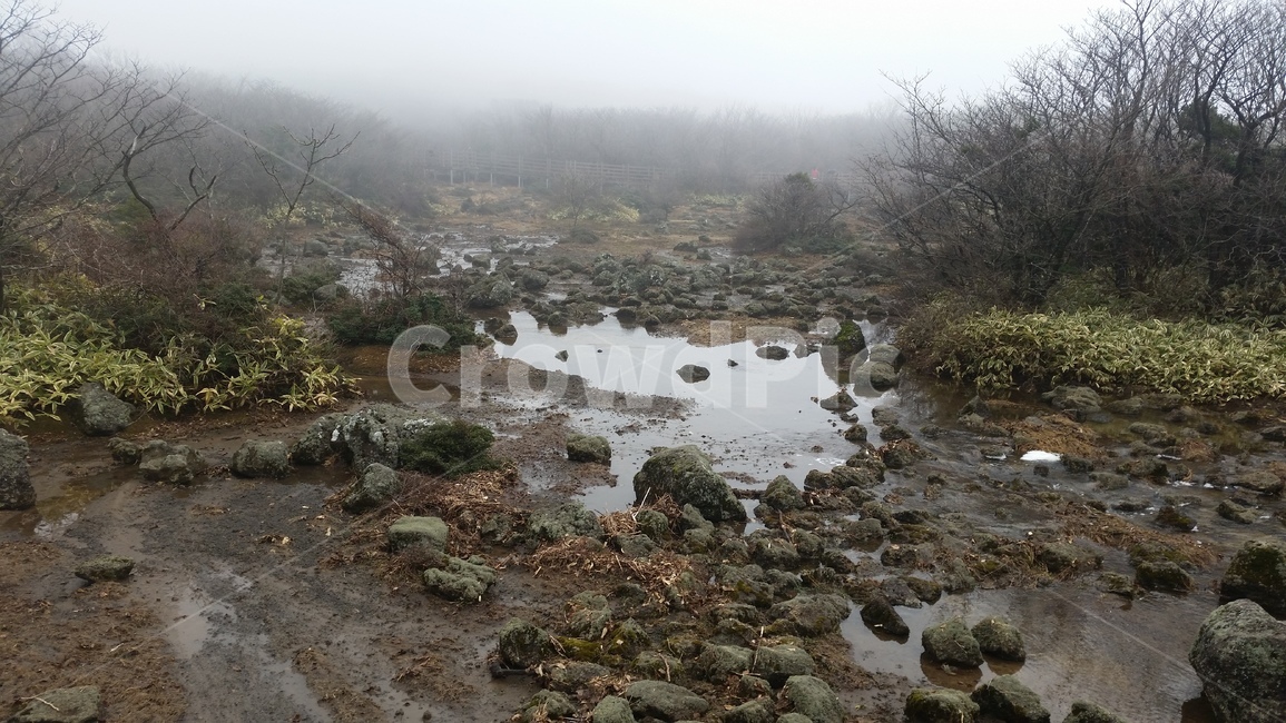 나무,냇가,숲,산,안개,tree,creeper,forest,wood,수풀,삼림지대,thicket,woodland,mountain,streamside