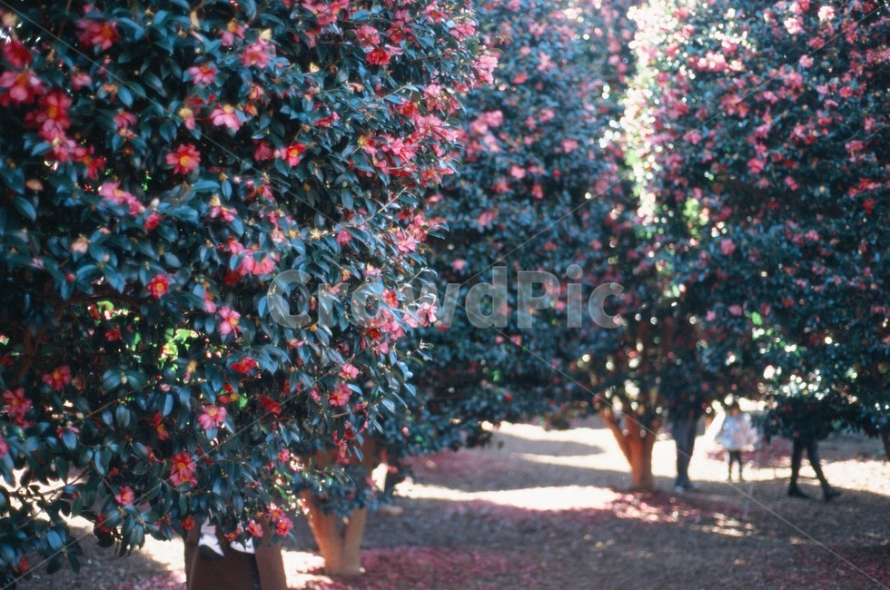 동백꽃,동백나무,꽃,동백,식물,나무,자연,풍경,nature,landscape,식물,plants,꽃,flower,나무,trees,wood,plant,tree