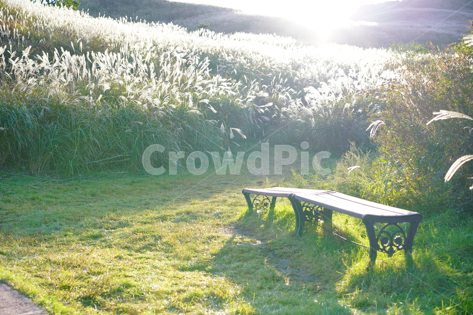 가을,억새,억새밭,힐링,풍경,가을산,쓸쓸함,가을,계절,fall,autumn,season,휴식,힐링,rest,relaxation,healing,furniture,가구,bench,벤치,park bench,공원 벤치