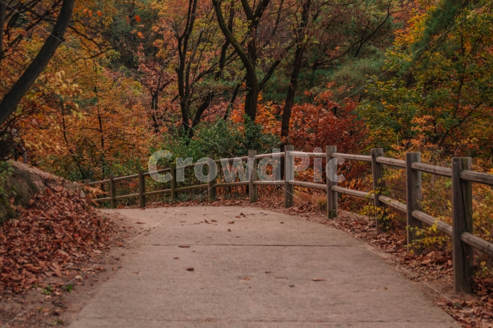 가을,단풍,남산,길,서울,감성,풍경,가을감성,울타리,나무,낙엽,가을,계절,fall,autumn,season,자연,풍경,nature,landscape