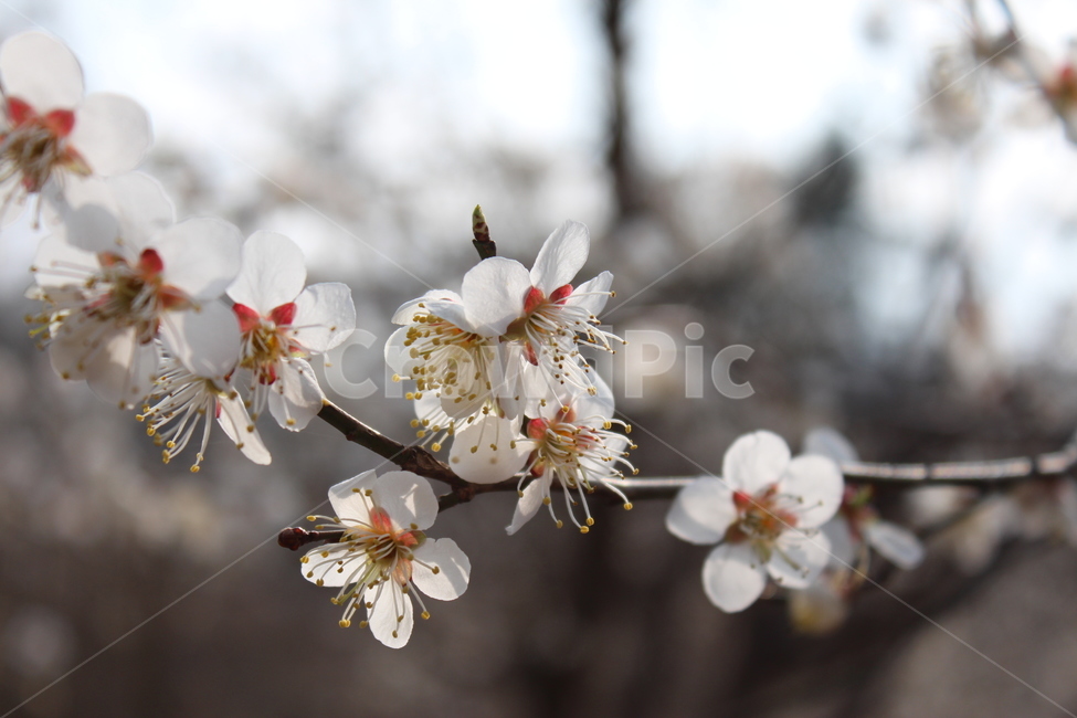 꽃,배꽃,벚꽃,자연,분위기,봄,계절,spring,season,식물,자연,plants,nature,꽃,flower,plant