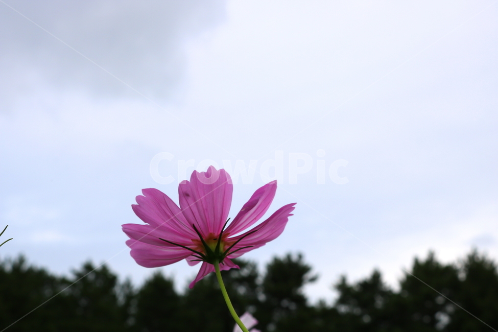 꽃,코스모스,코스모스꽃,식물,자연,풍경,가을,분홍꽃,국화과,식물,자연,plants,nature,꽃,flower