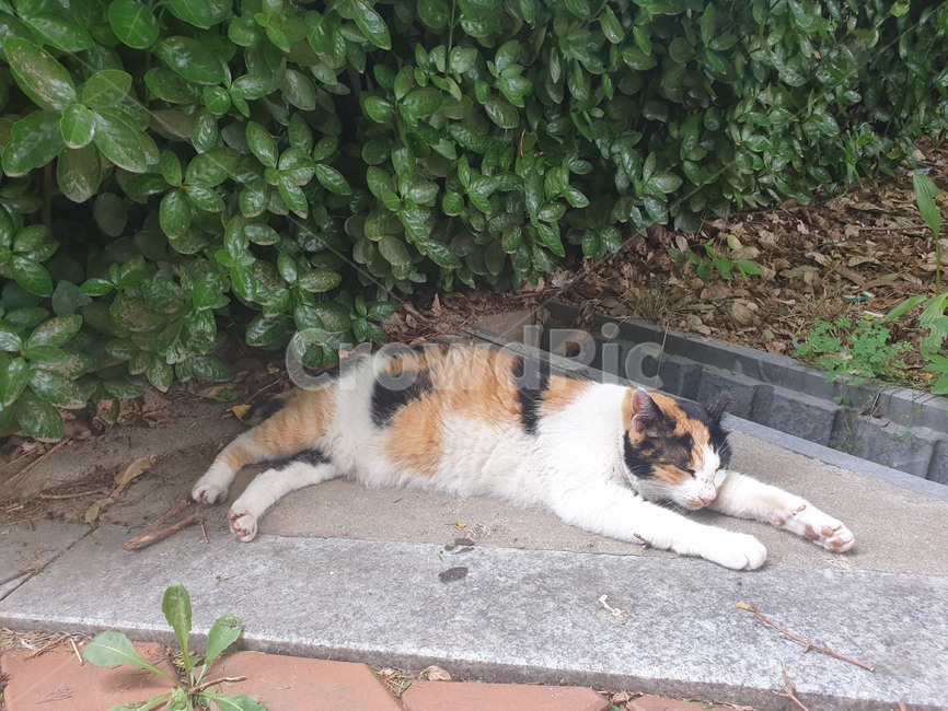 고양이,길고양이,길냥이,cat,삼색고양이,삼색이,잠자는고양이,sleepingcat