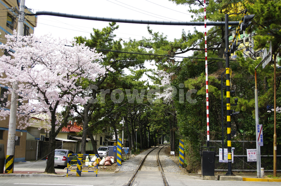 기차길,나무,벚꽃,봄,식물,꽃,봄,계절,spring,season,transportation,교통,train track,기찻길,railway,철도,rail,레일