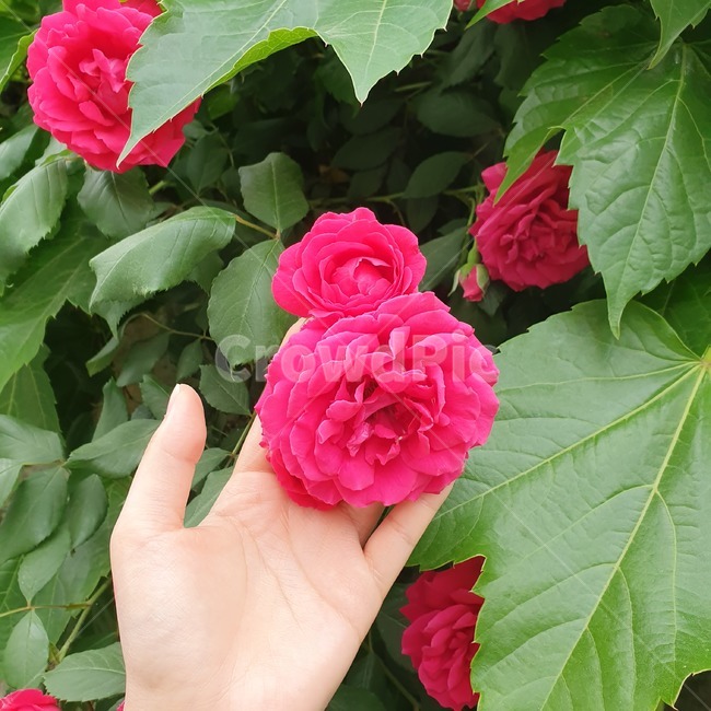 꽃,장미,자연,빨간색,rose
