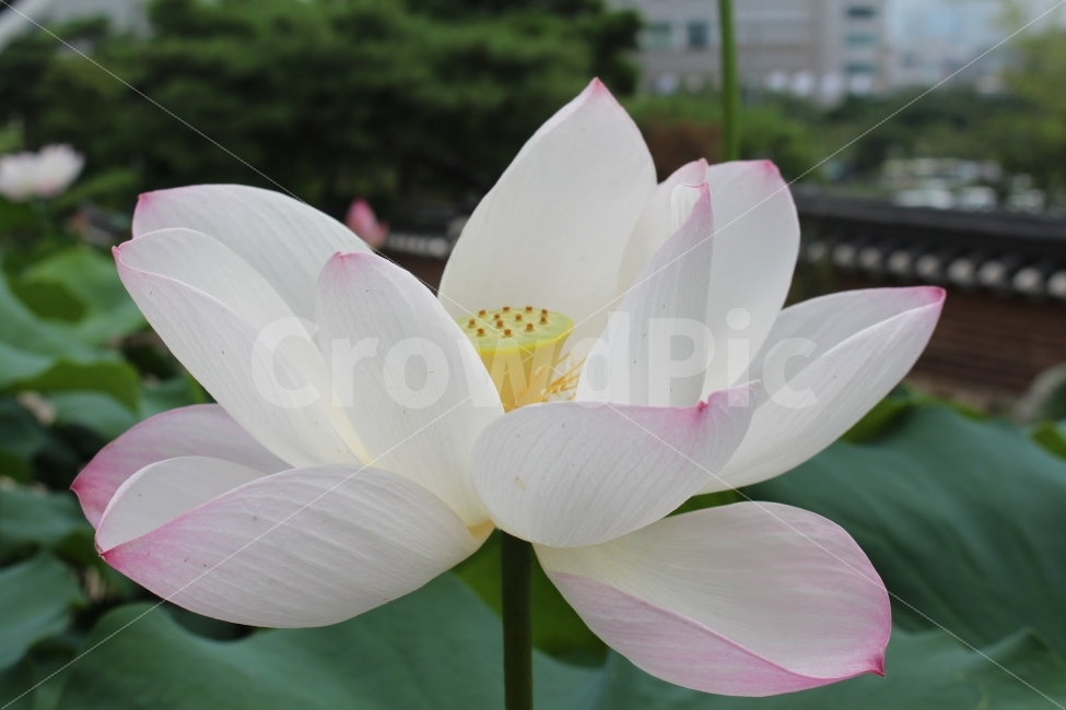 서울,코엑스,봉은사,절,연꽃,식물,자연,plants,nature,꽃,flower