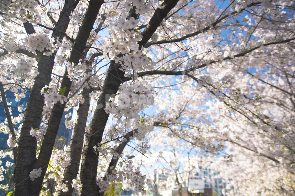 봄,꽃,봄꽃,벚꽃,하늘,봄,계절,spring,season,식물,자연,plants,nature,꽃,flower,plant,blossom,cherry blossom