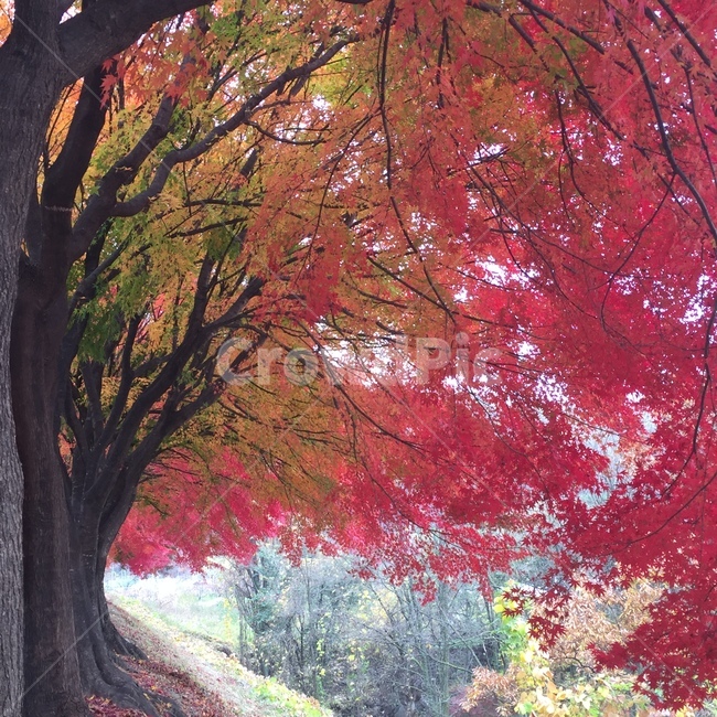 단풍,산,풍경,자연,나무,가을,계절,fall,autumn,season,자연,풍경,nature,landscape,tree,plant,식물,maple,art,미술,painting,그림