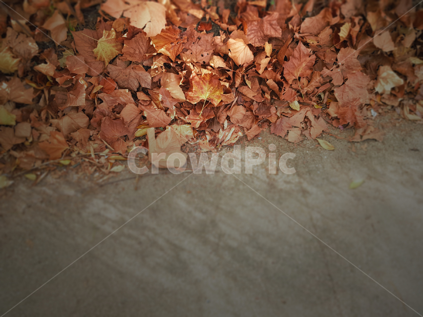 가을,낙엽,배경,계절,감성,공원,나뭇잎,길가,식물,잎,fall,autumn,season,feeling,sensible,nature,background,plant,leaf,가을,계절,fall,autumn,season,식물,자연,plants,nature