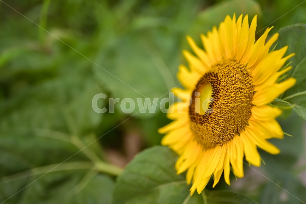 해바라기,꽃,여름,휴가,옆모습,식물,자연,plants,nature,꽃,flower