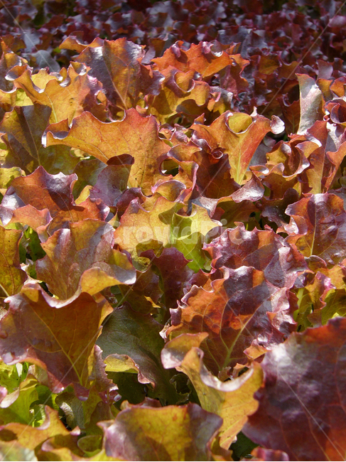 상추,채소,야채,상추밭,상추재배,쌈채소,채소,야채,vegetables