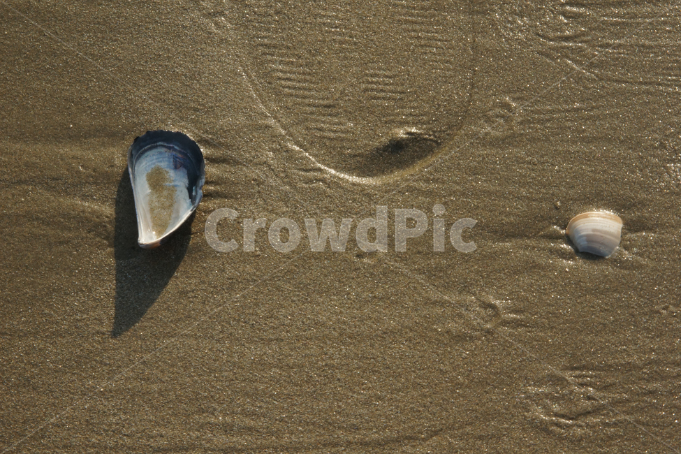 광안리해수욕장,해변가,조개껍데기,beach,gwangallibeach,culch,clamshell,해변,바다,beach,sea