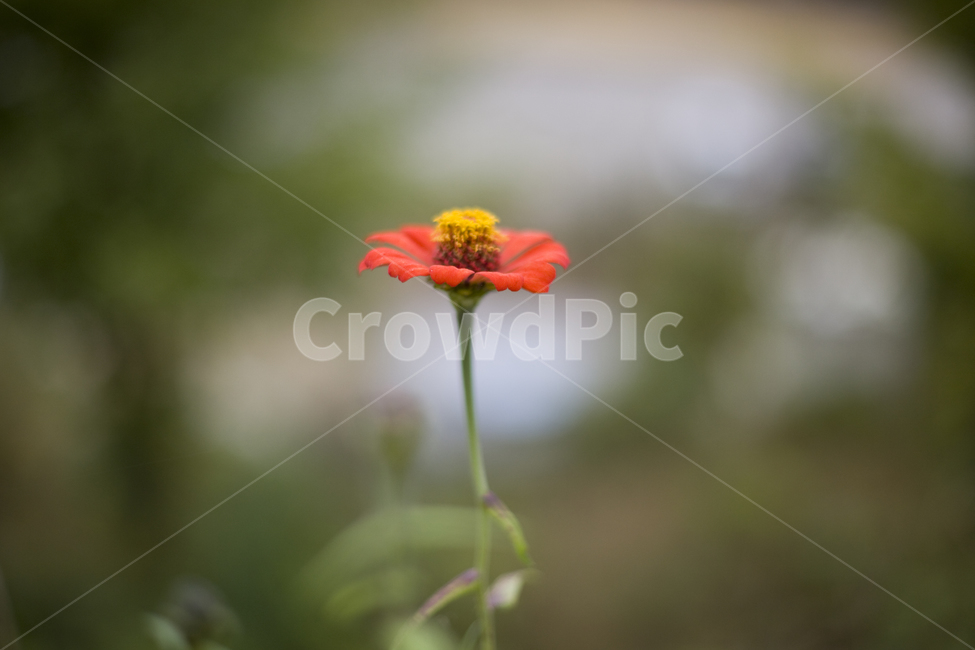꽃,주홍빛꽃,꽃한송이,식물,꽃잎