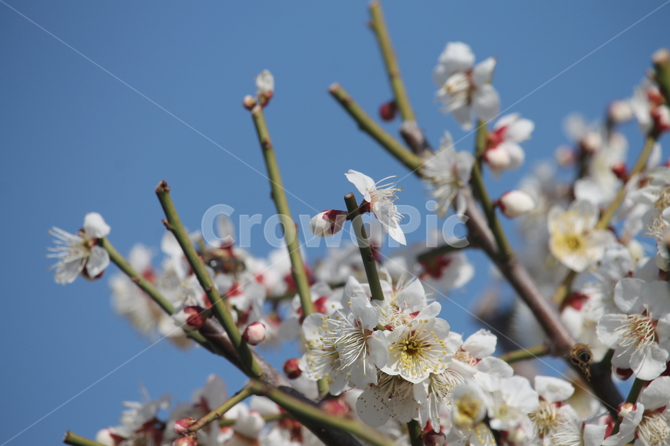 벚꽃,꽃,봄,벚꽃나무,봄꽃,봄,계절,spring,season,식물,자연,plants,nature,꽃,flower,plant