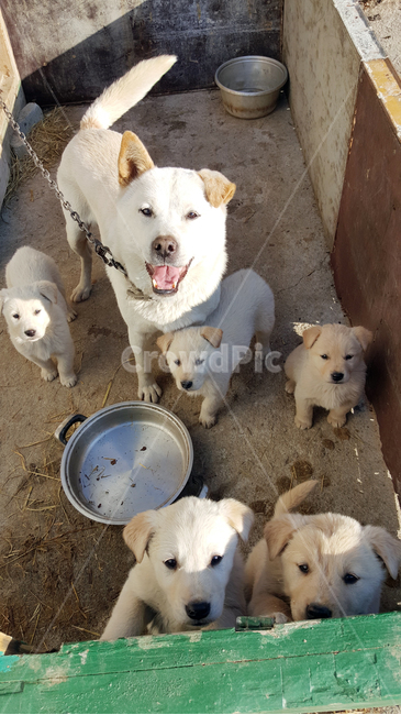 small,innocence,camera view,dog leash,cute,smile,happiness,country dog,bowwow,Dog,close up,closely,curiosity,large,animal head,canine,Yellowy,beige,Pets,standing,puppy,animal,animal fur,Livestock,family,dog